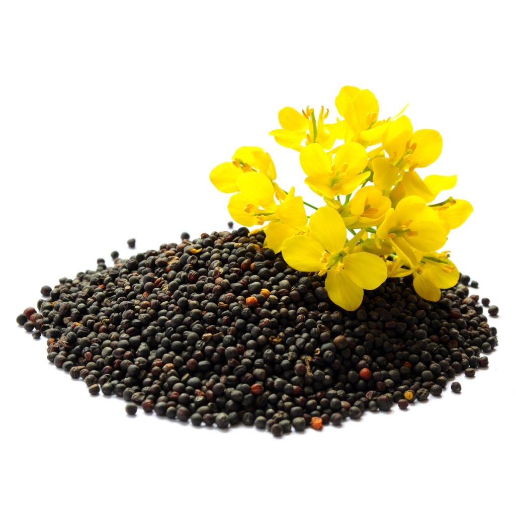 canola-1